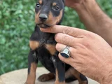 Safkan Doberman Yavrular Kuyruk Estetikli