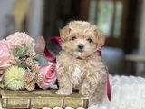 Irkının En İyi Üst Kalite Maltipoo Bebekleri Hazır