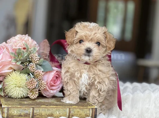 Irkının En İyi Üst Kalite Maltipoo Bebekleri Hazır görsel