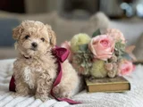 Irkının En İyi Üst Kalite Maltipoo Bebekleri Hazır