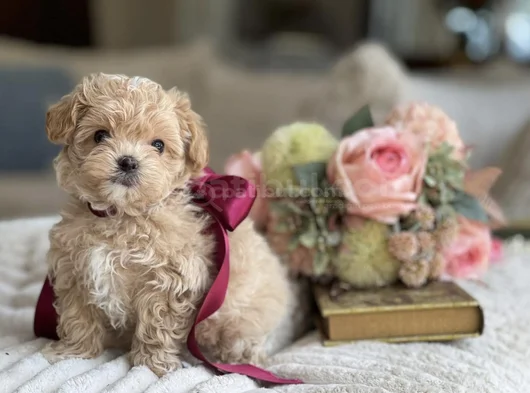 Irkının En İyi Üst Kalite Maltipoo Bebekleri Hazır görsel