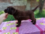 Çikolata Labrador Yavrular