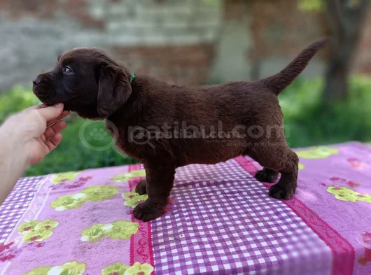 Çikolata Labrador Yavrular görsel