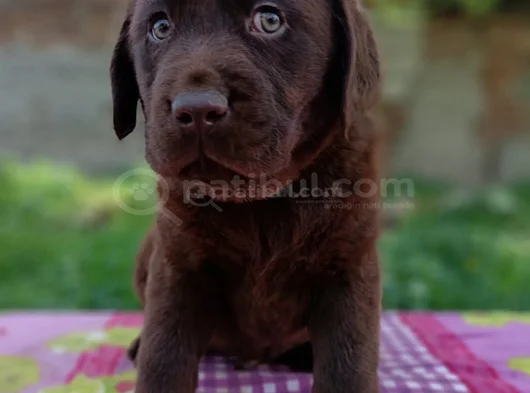 Çikolata Labrador Yavrular görsel