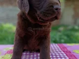 Çikolata Labrador Yavrular