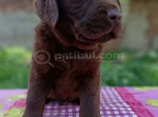 Çikolata Labrador Yavrular görsel