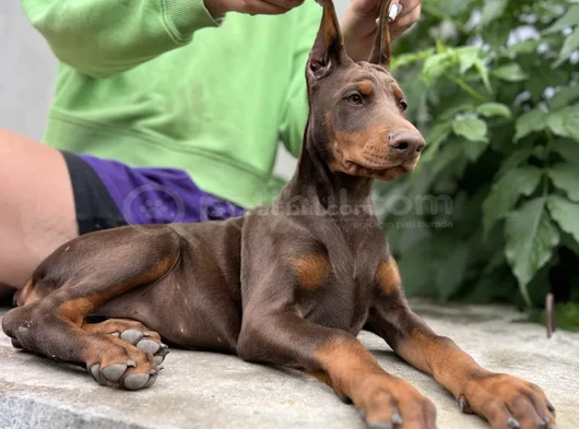 Kızıl ırkının en güzeli doberman yavrular