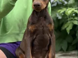 Kızıl Irkının En Güzeli Doberman Yavrular