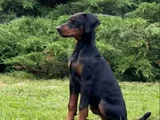 Irkının En Özel Yavruları Doberman