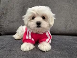 Maltese Yavrular Irkının En Iyisi