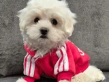 Maltese Yavrular Irkının En Iyisi