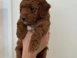 Safkan Toy Poodle Yavrusu  2 Aylık Kore Orijinli