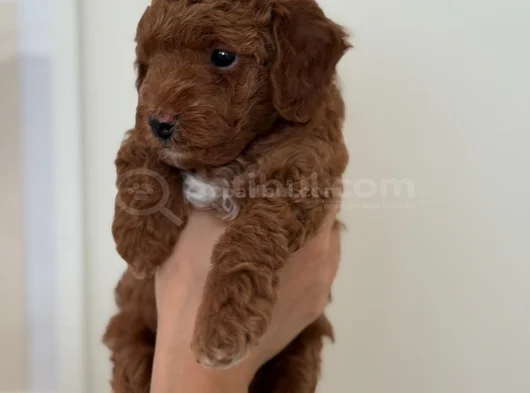 Safkan Toy Poodle Yavrusu  2 Aylık Kore Orijinli görsel