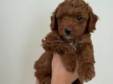 Safkan Toy Poodle Yavrusu  2 Aylık Kore Orijinli