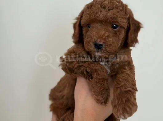 Safkan Toy Poodle Yavrusu  2 Aylık Kore Orijinli
