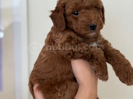 Safkan Toy Poodle Yavrusu  2 Aylık Kore Orijinli görsel