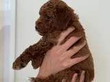 Safkan Toy Poodle Yavrusu  2 Aylık Kore Orijinli