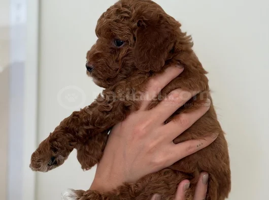 Safkan Toy Poodle Yavrusu  2 Aylık Kore Orijinli görsel