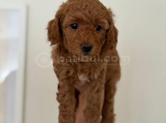 Safkan Toy Poodle Yavrusu  2 Aylık Kore Orijinli görsel
