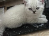 Boncuk Mavi̇si̇ Gözleri̇ Maşallah Teslime Hazır