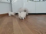 Bebek Yüzlü Kore Maltese Yavruları