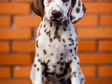Kahverengi Benekleriyle Mükemmel Dalmaçyalı Yavrular