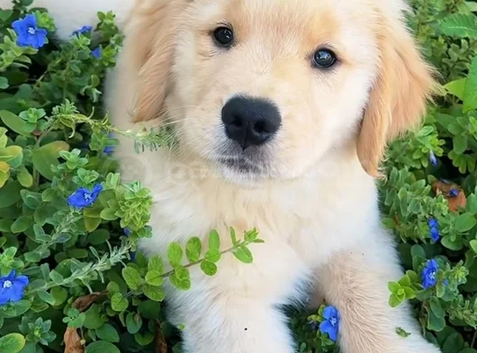 Sevimli Surat Golden Retriever Yavrularımız görsel