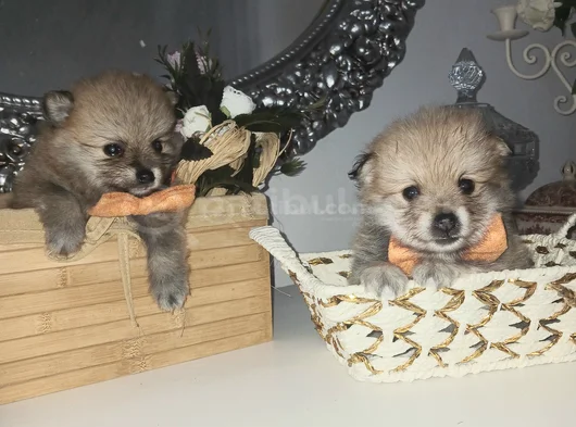 Pomeryan  Bebisler  Sıfır  Boy  Ilk  Asilari  Yapildi Uygun görsel