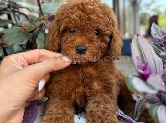 PED EĞİTİMLİ TOY POODLE BEBEKLERİ