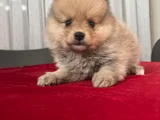 Erkek Dişi Pomerian Boo Bebekler
