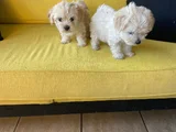 Ev Doğumu Maltipoo Yavrularımız