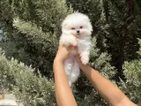 Pomeranian Boo Bebekler