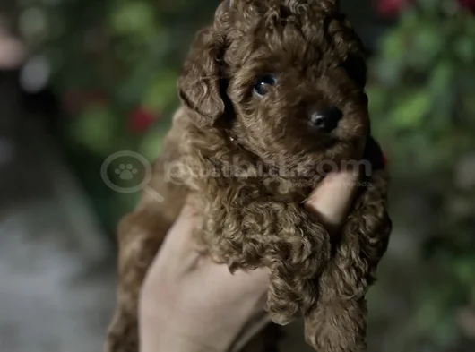 İnstagram Toypoodlepuppy09