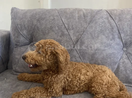 Kaliteli Yetişkin Poodle görsel