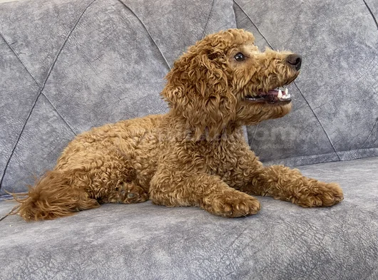 Kaliteli Yetişkin Poodle görsel