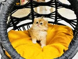 Safkan Longhai̇r Ve Shorthair Golden Yavrularimiz