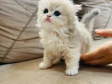 SAFKAN LONGHAİR VE SHORTHAIR GOLDEN YAVRULARIMIZ