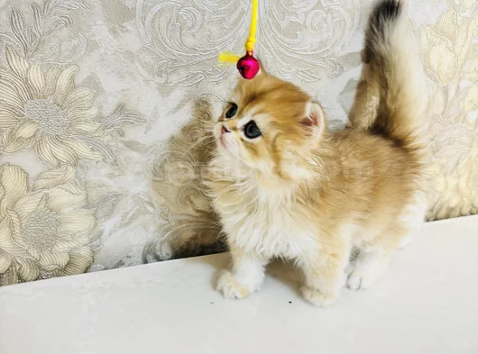 Safkan Longhai̇r Ve Shorthair Golden Yavrularimiz görsel