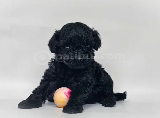 Kara Elmas Toy Poodle Yavrular Teslime Hazır