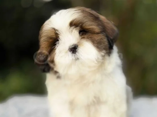 Irk güzeli shihtzu yavrular