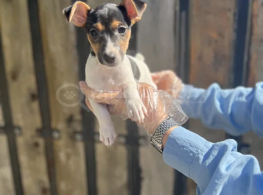 Kısa Bacak Kısa Kuyruk Jack Ruseel Terrier
