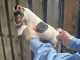 Kısa Bacak Kısa Kuyruk Jack Ruseel Terrier