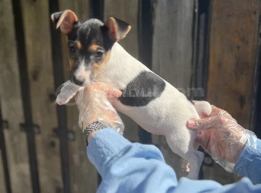 Kısa Bacak Kısa Kuyruk Jack Ruseel Terrier görsel