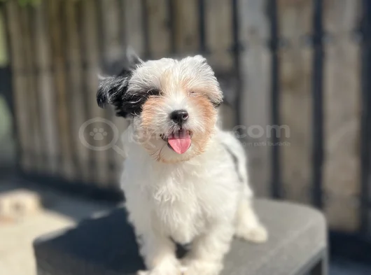 Dizayn Irk Morkie Yavrular