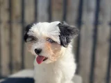 Dizayn Irk Morkie Yavrular