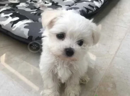 Mini Boy Maltese Terrier