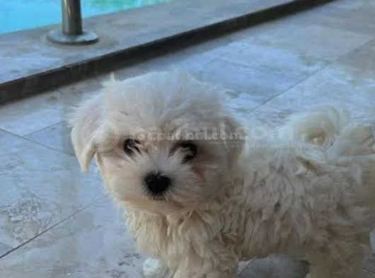 Mini Boy Maltese Terrier görsel