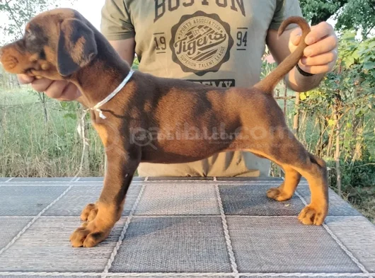 King Kızıl Ve Siyah Doberman Yavruları görsel