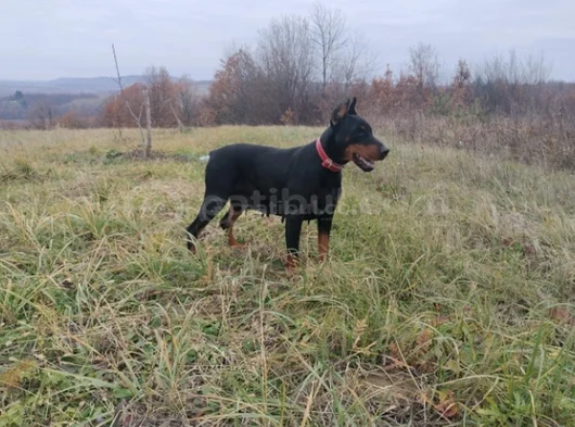 King Kızıl Ve Siyah Doberman Yavruları görsel