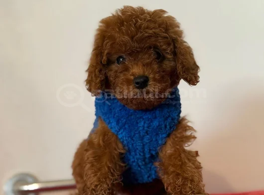 Poodle Bebekleri̇ Anne Altindan Ev Ortamindan görsel